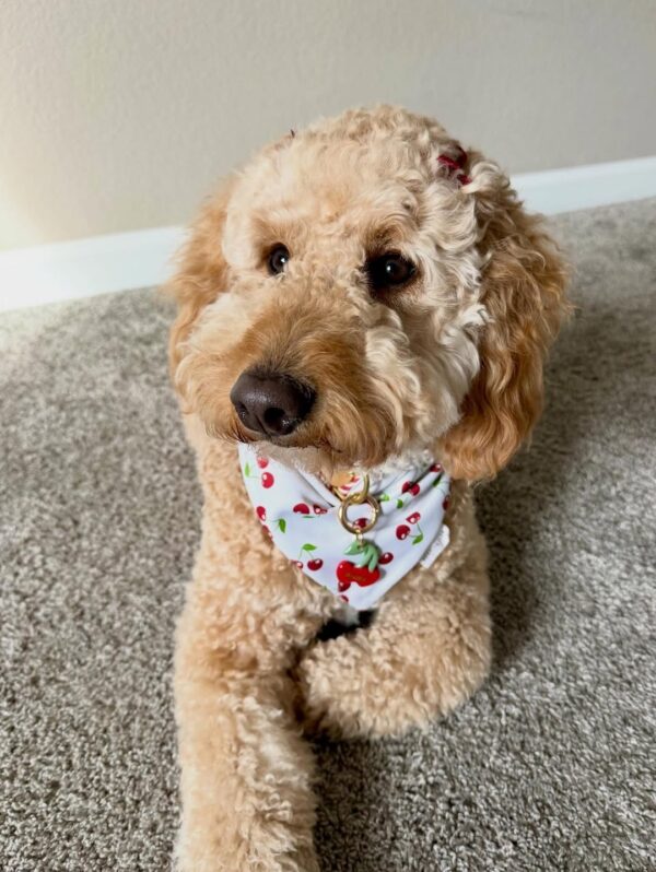 Rama – Doodle Rescue And Rehoming