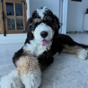 NASH